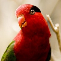 Picture of parrot. Picture of parrot.
