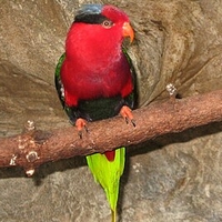 Picture of parrot. Picture of parrot.